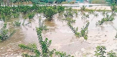 Kollidam River leaves crops partially inundated near Muthalaimedu. (Photo| EPS)