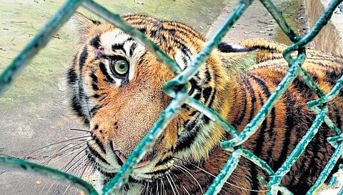16-month-old ANM T56 in its enclosure at Manthirimattam near Valparai. (Photo| EPS)