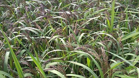 Black rice paddy field in Chandauli.