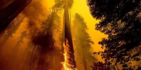 In this Sunday, Sept. 19, 2021 file photo, Flames burn up a tree as part of the Windy Fire in the Trail of 100 Giants grove in Sequoia National Forest, Calif. (Photo | AP)