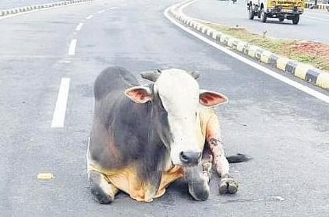 Stray cattle resting on Delhi roads