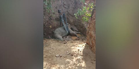 Elephant calf fell in open uncovered well in forest buffer zone(Photo | Express)