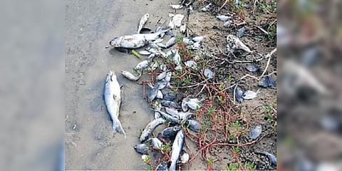 Dead fish washed ashore | Express