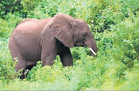 Image used for representational purpose