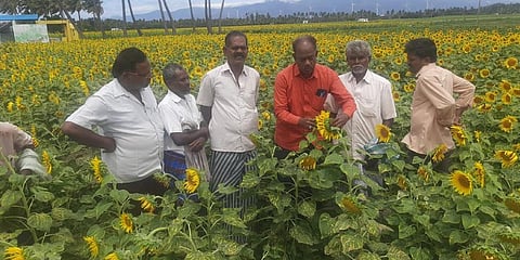 Farmers practising pollination as bees started disappearing from farms due to increased use of pesticide.