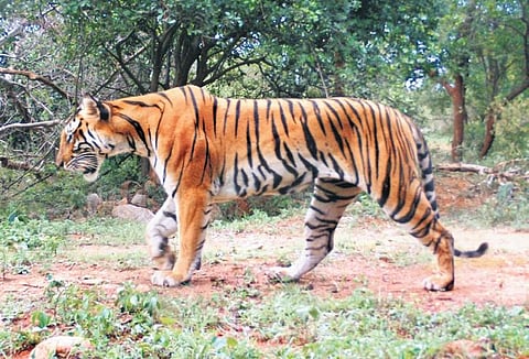 A female tiger spotted in the Coimbatore forest division | EXPRESS.
