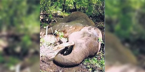 Carcass of the tusker which succumbed to pellet injuries on Friday | Express