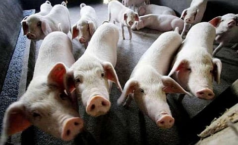 Image of pigs used for representational purpose only. (File Photo | PTI)