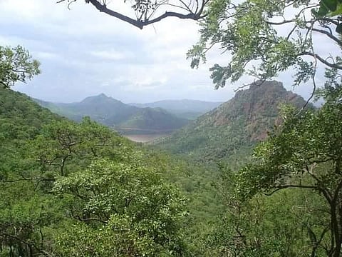 Lush green cover in Ballari's Sandur(Photo | Express)