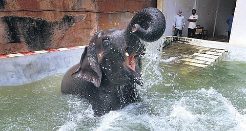 Sundaravalli of Kallazhagar Temple in the pool built for her. (Photo| KK Sundar, EPS)