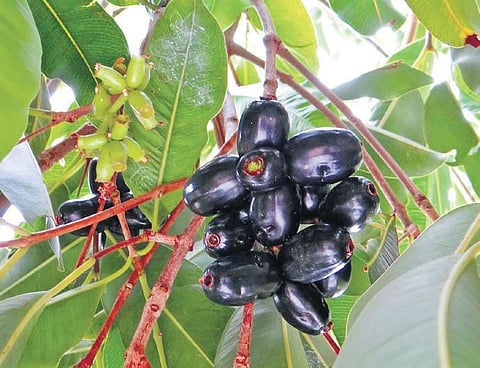 Jamun on a tree