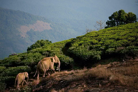 Image of wild elephants used for representational purpose. (Photo | Express)