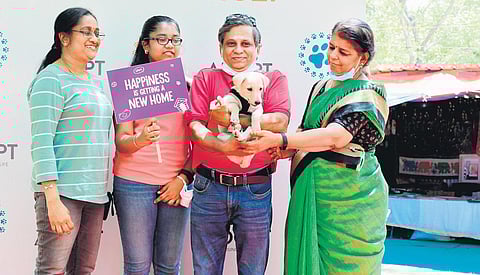 Adopt a pet this weekend