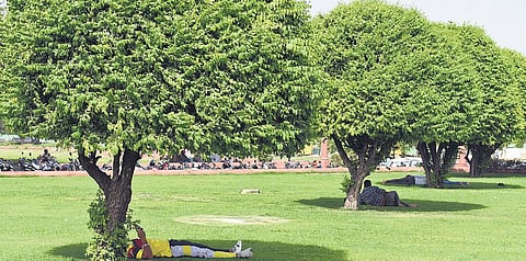 The highest land surface temperature in Delhi was observed in May 2020 when 53.9 degrees C was recorded. (Photo | Parveen Negi)