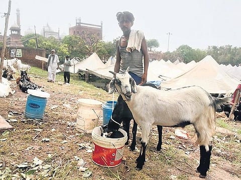 A goat-seller feeds his livestock near Jama Masjid in Delhi. (Photo | Parveen Negi)