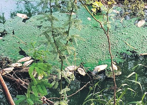 Lakhs of fishes died in the Najafgarh drain a few days back. Experts say primary cause could be zero levels of dissolved oxygen in the drain. (Photo| Express)