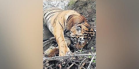 A big cat was found dead in Velugodu forest range in Atmakur division