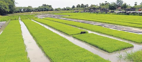 Image of 'samba cultivation' used for representational purposes only