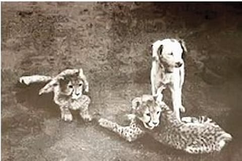 Pic published in BNHS journal in 1897