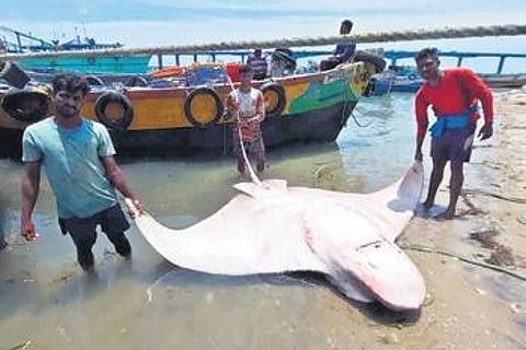 Endangered fish weighing 500kg caught in Pamban