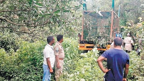 Forest officials setting up a specially designed cage at Chandraiahpeta in K Kotapadu mandal of Anakapalle district where the tiger killed a cattle on August 12, 2022 | Express