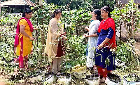 Homemakers-turned-farmers from Kerala reaping benefits of organic farming