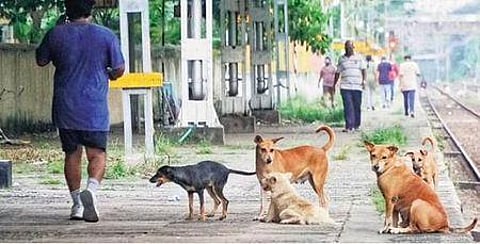 Stray dogs on railway platforms (Photo | Special Arrangement)