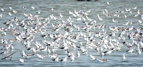 Sandpipers wading in water at the Point Calimere Wildlife and Birds Sanctuary in Kodiyakarai | Express