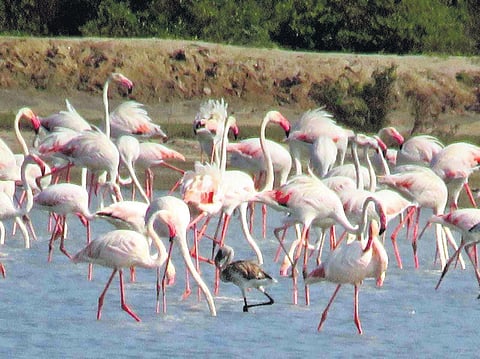 Juvenile flamingo photographed near Point Calimere on December 25, 2021. | Express