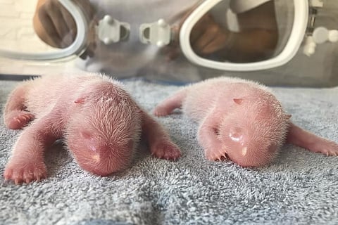 This photo released by Qinling Giant Panda Research Center, shows newly born twin Panda cubs, at the center on Tuesday, Aug 23, 2022. (Photo | AP)