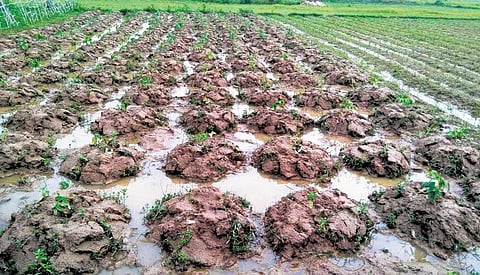 Vegetable crops damaged in floods at Gadasahi Baliapal in Jaleswar block