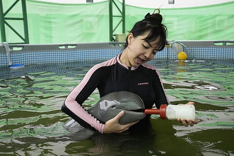 Volunteer Thippunyar Thipjuntar feeds a baby dolphin named Paradon with milk at the Marine and Coastal Resources Research and Development Center in Rayong province. (Photo | AP)