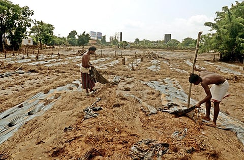 Farmers check their crops after flood waters recede near the Daya river in Bhubaneswar. (Photo | Shamim Qureshy, EPS)