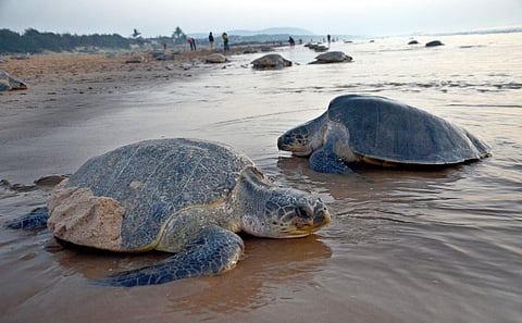 Olive ridley turtles at Rushikulya beach in Orissa. Representational image. (File File Photo| Biswanath Swain, EPS)
