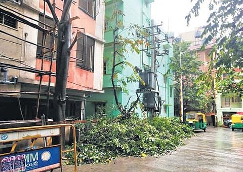 The axed trees in Annaiah Reddy Layout in Bengaluru | Express