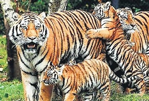 Image used for representational purpose only. (File Photo)