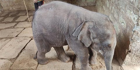 The calf, aged around 3-4 months, was found wandering near the Muttatti-Sangam road.