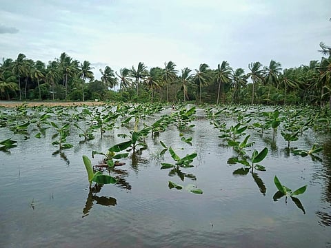 Plantain cultivation inundated in floodwater at Kattalai in Karur on Friday | Express