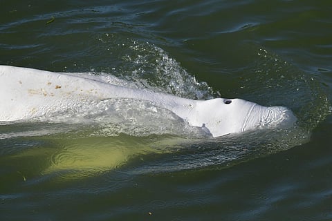 A beluga whale is seen swimming up France's Seine river, near a lock in Courcelles-sur-Seine, western France. (Photo | AFP)