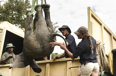 An elephant is hoisted into a transport vehicle at the Liwonde National Park southern Malawi, July 10 2022. (Photo | AP)