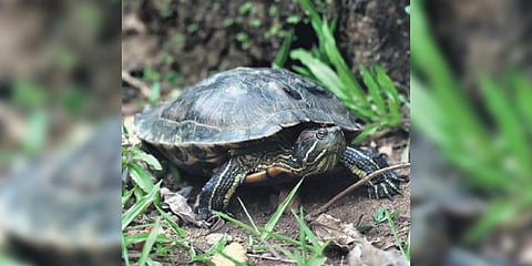 Red-eared slider turtles (Representative Image )