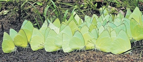 A kaleidoscope of Blue Tiger (top) and Common Emigrant (bottom) butterflies spotted at the Western Ghats | Express