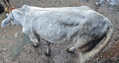 Lumpy skin disease for representational purposes