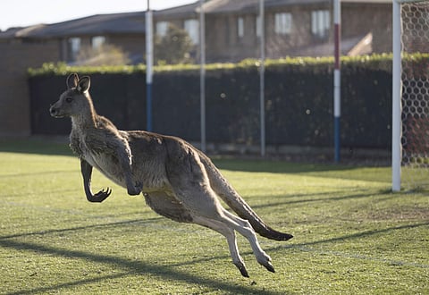 A kangaroo seen interrupting the Women's Premier League match between Belconnen United and Canberra FC. (File Photo | AP)