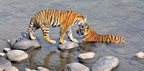 Amangarh Tiger Reserve, which is an extension of and buffer to JCNP, houses tigers, leopards and elephants, among other wild animals