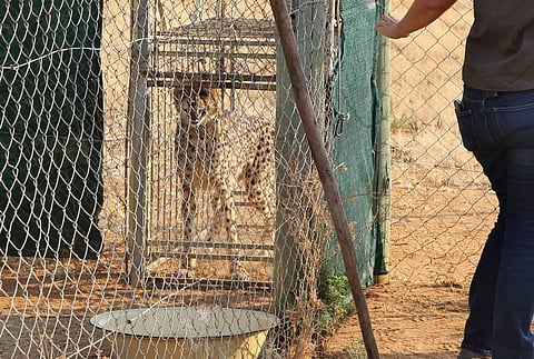 A cheetah lies inside a transport cage at the Cheetah Conservation Fund (CCF) in Otjiwarongo, Namibia, Friday, Sept. 16, 2022. (Photo | AP)