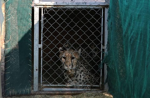 A cheetah lies inside a transport cage at the Cheetah Conservation Fund (CCF) in Otjiwarongo, Namibia, Friday, Sept. 16, 2022. (Photo | PTI)