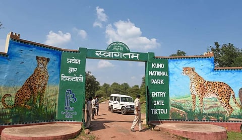 Preparations underway at the Kuno-Palpur National Park where Prime Minister Narendra Modi will release cheetahs brought from Namibia on Sept. 17, in Madhya Pradesh's Sheopur district. (Photo | PTI)