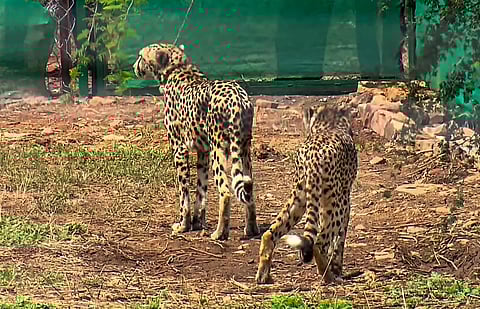 The 'African Cheetah Introduction Project in India' was conceived in 2009.