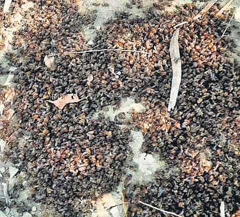 Use of pesticides killing 50 per cent of honey bees in Punjab & Haryana, say experts